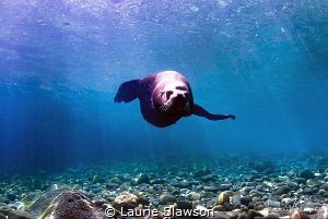 Hello There!/Sea lion photographed with a Tokina 10-17 mm... by Laurie Slawson 